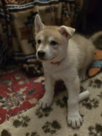 Willow
