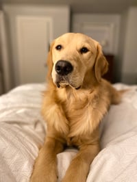 Guster (Gus)