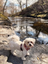 Nova