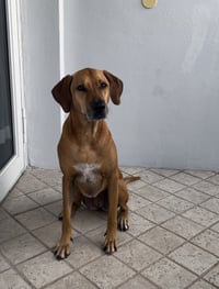 Kimber