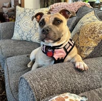 Maggie
