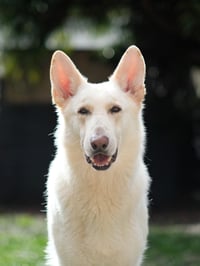 Toby