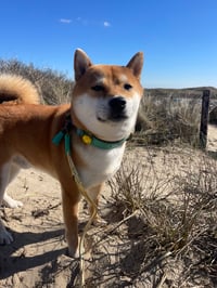 Simba