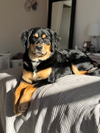 Manhattan Millie