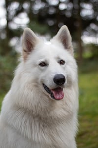 Jari