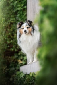 Pixel
