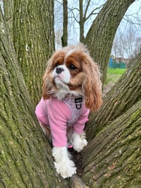 Daisy