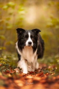 Skye