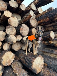 Fir