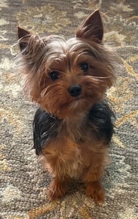 Bentley