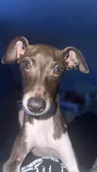 Winston