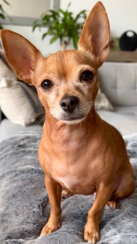 Pippa