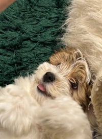 Monty