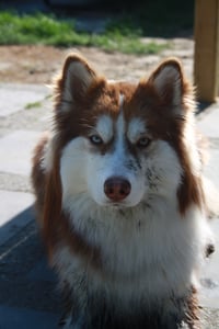 Finn