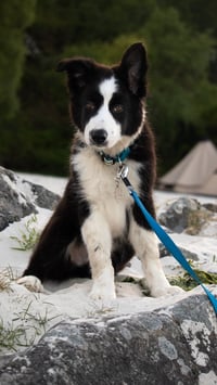 bolt