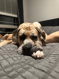 Scooby