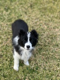 Kali