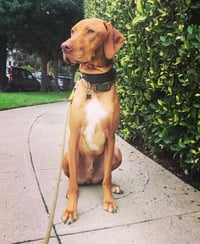 Oakley