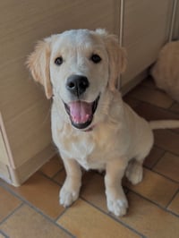 Silla