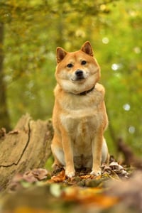 Pip
