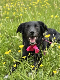 Sadie