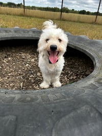 Biscuit