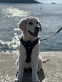 Alfie