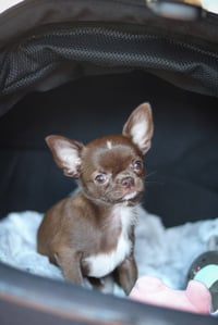 Wynnie