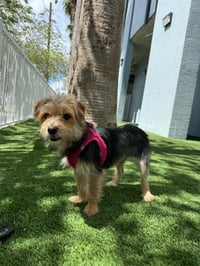 Penny