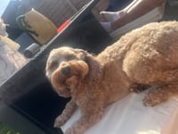 Bailey