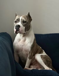Maverick
