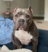 Pippa