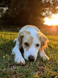 Finley