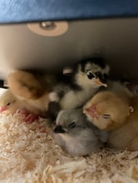 I have more then 1 chicken