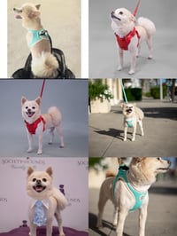 Bailey