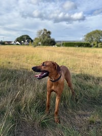 Simba