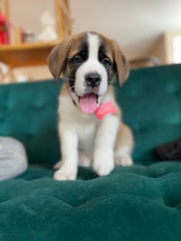 Appa