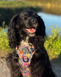 Nala