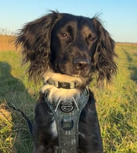 Loki