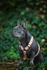 Lila