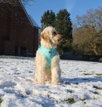 Nellie