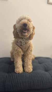 Bramble