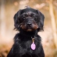Bailey