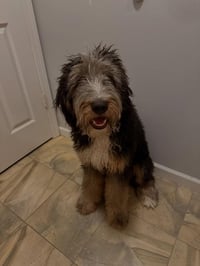 Bo
