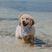 Charlie