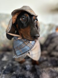 Rocky von Schnitzel