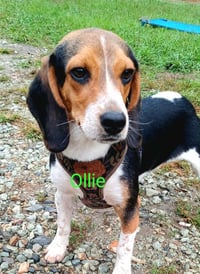 Ollie