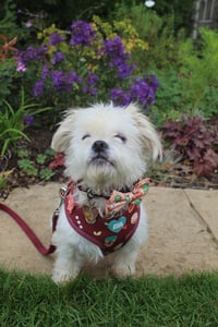 Albert