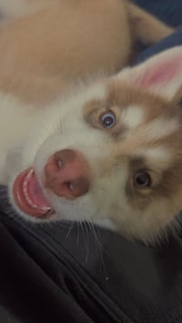Diesel