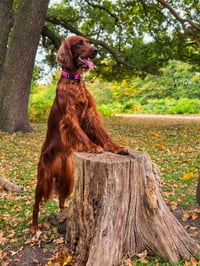 Orla